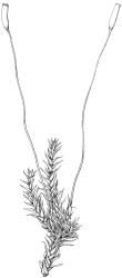 Triquetrella papillata, habit with capsules, moist. Drawn from J.E. Beever 10-96, AK 332724.
 Image: R.D. Seppelt © R.D.Seppelt All rights reserved
